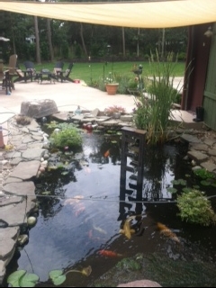 koi pond surrounded by natural stone