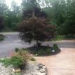 Tree in drive